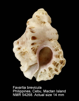 Favartia brevicula.jpg - Favartia brevicula(G.B.Sowerby,1834)
